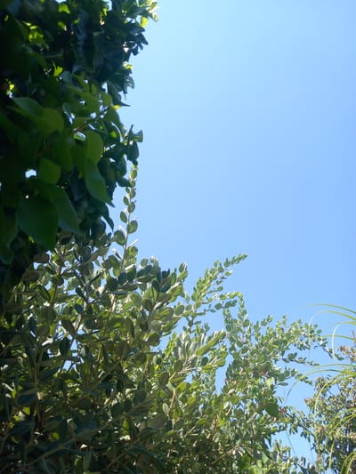 This is a vertical, low-angle, outdoor, daytime photograph taken from the ground looking up towards a clear, bright blue sky. The majority of the frame is filled with lush green foliage from several trees and plants. In the upper left quadrant, a dense mass of darker green leaves is visible, with sunlight glinting off their surfaces. To the right and lower down, lighter green, smaller leaves on branching stems dominate the scene. These branches reach upwards and outwards, creating a dynamic, organic shape against the sky. Further to the right and in the background, a hint of a different type of plant with long, thin, reedy leaves can be seen arching into the frame, as well as some brown branches. The scene depicts a vibrant natural environment, likely a garden or park, bathed in sunlight. The specific location is the city of Άγιος Νεκτάριος, Greece.