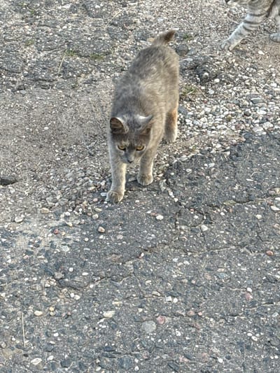 This is a high-angle, close-up, outdoor shot of a gray tabby cat lying on a cracked asphalt surface with small pebbles scattered across it. The cat is positioned in the lower left quadrant of the frame, facing towards the right and slightly upwards. Its body is mostly visible, showing its fur pattern, its head with alert yellow eyes, and its front paws stretched out in front of it. One of the cat's hind legs is also visible, along with its tail. A hint of another cat, with striped gray fur, is visible in the upper left corner, suggesting the presence of at least two cats. The asphalt appears worn and weathered, with visible cracks and varying textures created by the embedded stones. The scene is brightly lit, suggesting daylight, and the overall impression is one of a casual, possibly domestic, outdoor setting. No text is visible in the image. The location context is Азгінавіцкі сельскі Савет, Belarus.