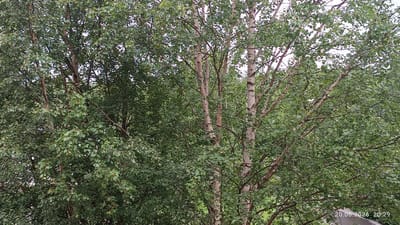 The image shows a dense canopy of birch trees with light-colored bark and green leaves. The branches are intricate and crisscross each other, creating a textured effect. Sunlight filters through the leaves, creating areas of light and shadow. A timestamp in the bottom right corner reads "20.06.2026 20:29". The scene appears to be an outdoor setting, likely a park or residential area, given the presence of trees. Without additional context or identifying landmarks, it is not possible to definitively determine the specific location within Apatity, Russia.