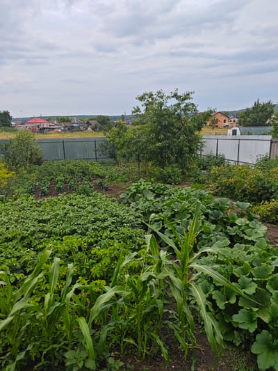 The image depicts a garden with various crops in the foreground and midground. Corn stalks are prominent in the lower left, with large, leafy green plants, possibly squash or zucchini, to their right. In the midground, rows of smaller green plants, likely potatoes, are visible, interspersed with some taller, slender plants, possibly peppers. Beyond the garden, a grey metal fence separates it from a more distant area with houses and trees. The sky is overcast with grey clouds. The scene appears to be a domestic garden, possibly on the outskirts of a village or town given the presence of houses in the background. The location is identified as Peschanaka, Russia.