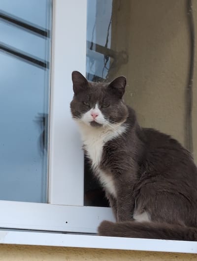 A grey and white cat with green eyes and a pink nose sits on a windowsill. The cat is looking to its left, with its head slightly tilted. The windowsill is white and appears to be made of plastic. Behind the cat, a windowpane reflects the sky and some external structures. The building exterior visible to the right of the window is a light tan color. This image was captured in Vyshki, Russia.