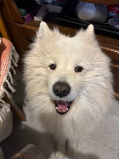 A close-up, slightly rotated, indoor shot depicts a white Samoyed dog with its mouth open, appearing to pant or smile. The dog has dark brown eyes and a black nose. Its fur is thick and fluffy. The background is cluttered, including a wooden surface and various items, possibly household items, out of focus. The location in the city of Zgrade, Montenegro, cannot be determined from the visual information provided.
