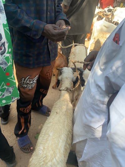 This media file depicts an outdoor scene in Boi A, Nigeria, likely a market or gathering place. The primary subjects are two individuals and several goats. One person, partially visible from the chest down, is wearing a dark plaid shirt and patterned pants featuring orange stripes and stylized white text that appears to be in a foreign script. They are also wearing blue slides. The other person, mostly seen from the torso up, is wearing a white garment, possibly a traditional robe, and is holding a rope tied around one of the goats.

The goats are white and light brown, some with dark markings. They appear to be tethered, suggesting they are for sale or being managed for transport. The ground is sandy or dirt, typical of an arid or semi-arid environment. The lighting suggests it is daytime, with the sun casting shadows.

The interaction between the individuals and the goats implies an ongoing transaction or preparation for movement, possibly related to livestock trading or a cultural event. The facial expressions of the individuals are not clearly visible, making it difficult to ascertain their emotions, but the overall scene suggests a practical, everyday activity. There is a glimpse of a red object, possibly a phone, peeking out of the pocket of the white garment. In the foreground, a green object with images of faces and red dots is visible, potentially part of a bag or another item at the market.