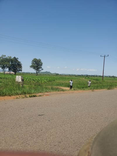 The image depicts a rural scene in Kerang, Nigeria. A paved road runs along the right side of the frame, with a grassy verge separating it from a vibrant green field. In the distance, rolling hills under a clear blue sky suggest a sunny day.
Several subjects are present in the field. Two people are visible, standing in the grass. One, further away, is wearing a patterned garment, while the other, closer to the road, is dressed in white. A telephone pole with wires stands tall in the background, a common sight in rural areas. Two large trees are prominent in the middle ground, with another cluster of trees on the far left, hinting at a wooded area. A small, weathered stone marker with some inscribed markings sits in the grass between the two large trees, though the text is not clearly legible.
The overall impression is one of peaceful rural life. The bright sunlight and clear sky indicate it is daytime, likely mid-morning or afternoon. The presence of the road suggests it is a functional, inhabited area, while the open fields and trees evoke a sense of natural beauty. The people appear to be going about their daily activities, undisturbed by the camera. No specific event is clearly depicted, but rather a snapshot of everyday life in this Nigerian location.