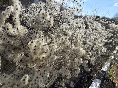 The image depicts an outdoor scene in Senokos, Bulgaria, under a clear blue sky. The primary subject is a dense, woody vine or shrub, largely devoid of foliage, heavily covered with numerous mature, fluffy white seed heads. Each seed head presents a dark, star-shaped central cluster surrounded by radiating white, hair-like pappus structures. The plant's bare, brown branches form an intricate, tangled network. In the lower right of the frame, a light-colored, linear concrete or stone curb or border is visible, casting a shadow. The ground adjacent to the curb appears to consist of dark earth or sparse, dry vegetation. No individuals or animate subjects are present. The scene is illuminated by direct sunlight.