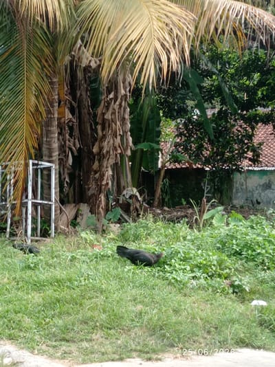 The image depicts an outdoor scene in Sukaraja, Indonesia, with lush green vegetation and a rustic building. In the foreground, two black chickens are foraging in the grass. The larger chicken, in the center of the frame, is facing right and appears to be pecking at the ground. To the left, a second chicken is partially visible, facing away from the camera. The background features a building with a tiled roof, partially obscured by trees and foliage. A metal structure, possibly a drying rack or a piece of discarded furniture, stands to the left of the frame. The overall atmosphere is one of rural tranquility, with evidence of domestic activity. The date stamp "25/06/2026 15:11" is visible in the bottom right corner, indicating the time the photograph was taken.