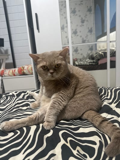 A short-haired, gray cat with yellow eyes is sitting on a bed with a black and white zebra print comforter. The cat is facing the camera and appears to be looking directly at it. The background is a bedroom, with a white closet on the left and a headboard and pillows on the right. The lighting is soft and natural, suggesting it may be daytime. The overall impression is one of domesticity and relaxation, with the cat as the clear focus of the image. This image is not from Donskoy, Russia.