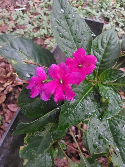 A forensic examination of the image reveals a close-up, eye-level view of a flowering plant located in Cijedil, Indonesia. The primary subjects are three vibrant fuchsia-magenta flowers, each featuring a small green pistil, centrally positioned within a cluster of dark green, ovate leaves. The leaves are visibly covered with numerous clear water droplets, indicating recent precipitation. Multiple leaves exhibit evidence of biotic damage, specifically irregular perforations and lighter, meandering trails consistent with insect herbivory or leaf miner activity. A dark, indistinct object, possibly a weathered wooden planter or structural border, is partially visible along the left vertical edge of the frame. The background is out of focus, displaying a blurred environment composed of verdant ground cover and scattered brown, desiccated foliage. No human subjects, objects, or direct actions are depicted.
