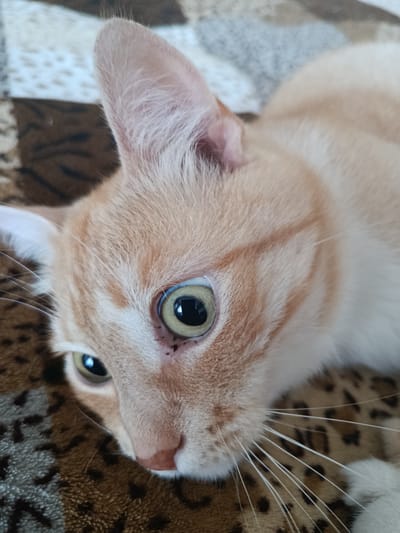 A close-up, overhead shot shows a ginger cat with light green eyes lying on a patterned blanket. The cat's head is angled to the right, with its right ear prominently visible. The blanket has a pattern of brown and grey splotches, resembling leopard print in some areas, and checkered squares in others. The cat's fur is short and ginger with some white markings. The image appears to be taken indoors, possibly in a residential setting. There is no indication of the city of Polatsk, Belarus, or any other specific location.