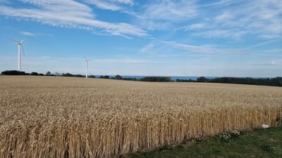 The image depicts a rural landscape in Brantevik, Sweden, under a bright blue sky with scattered white clouds. The primary subject is a vast field of golden wheat, stretching from the foreground to the horizon. The wheat appears ripe and ready for harvest. In the distance, two white wind turbines stand tall against the sky, hinting at renewable energy production in the area. Beyond the wheat field, a line of dark green trees forms a natural border, behind which the calm blue sea is visible.
The time of day appears to be daytime, likely late morning or early afternoon, given the clear visibility and the quality of light. The weather is pleasant, with a clear sky and scattered clouds suggesting fair weather. The scene evokes a sense of tranquility and the beauty of a cultivated agricultural landscape. The overall impression is one of peace and natural abundance. There is no visible text in the image.