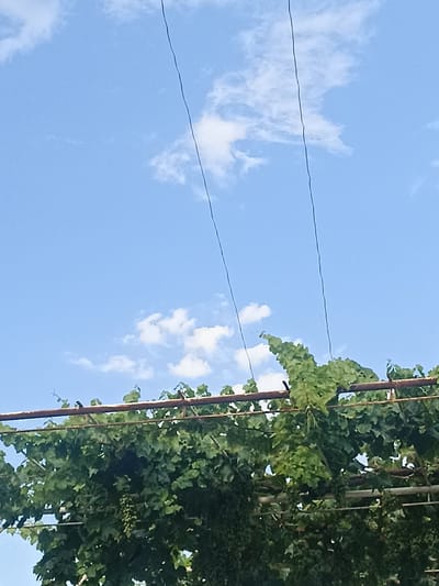 The image shows a close-up of a grape vine growing on a trellis against a bright blue sky with scattered white clouds. Two thin black wires, possibly power lines or supports for the vine, stretch diagonally across the upper portion of the frame. The grape vine is lush and green, with numerous leaves and several clusters of small green grapes visible. A rusty metal bar forms part of the trellis structure, supporting the dense foliage. The scene appears to be outdoors, likely in a garden or vineyard setting within the city of Chust, Uzbekistan, judging by the context provided.