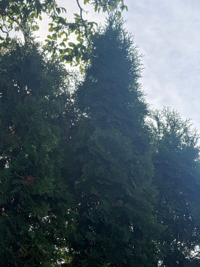 This media file shows a close-up, low-angle shot of dark green evergreen foliage, likely a conifer such as a cypress or cedar, against a bright, overcast sky. The leaves are densely packed, creating a rich texture with some lighter green tips and occasional darker, woody elements visible. The light filtering through the foliage creates small points of brightness and highlights the intricate structure of the branches and needles. To the left of the frame, some lighter green leaves from a deciduous tree are visible, suggesting a mixed woodland or garden setting. The overall impression is one of natural abundance and the natural beauty of the foliage. The weather appears to be overcast, with no direct sunlight visible. The time of day is indeterminate due to the diffused light. The location is identified as Durankulak, Bulgaria. There is no text visible in the image. The scene evokes a sense of tranquility and the quiet presence of nature.