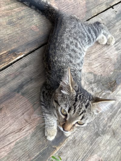 A juvenile tabby cat is lying on a weathered wooden surface outdoors. The cat is facing upwards, with its head tilted slightly. Its fur is a mix of gray and black stripes, and its eyes are a striking green. The wooden surface appears to be a deck or floor, with visible grain and some signs of wear and tear. The lighting suggests it is daytime, with sunlight casting shadows. The specific location in the city of Novo-Kangiyshevo, Russia, cannot be determined from the visual information provided in the image.