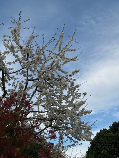 The image shows a view looking up into a blossoming tree with white flowers against a blue sky with wispy white clouds. Part of a dark green tree is visible at the top right. Red-leaved bushes are also seen beneath the flowering tree. There are no people in the image. While no direct evidence in the image indicates the location is Truchtersheim, France, this information was provided with the request.