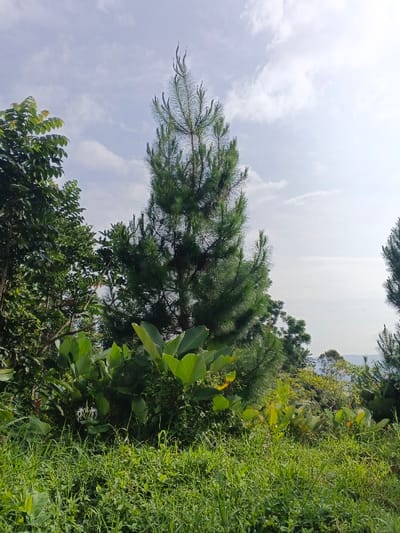 The image captures a vibrant natural landscape in Meilangtlang, Myanmar, dominated by lush greenery under a bright, partly cloudy sky. A tall, slender pine tree stands prominently in the center, its dark green, needle-like foliage reaching towards the sky. To its left, a dense mass of broad-leafed trees with varied green hues fills the frame, providing a contrasting texture.

The foreground is covered with a rich array of plants. Large, verdant leaves of tropical plants are visible, some catching the sunlight with a yellowish-green tint. Beneath these, a thick carpet of green grass forms the lowest layer of vegetation. A notable detail in the lower left is a delicate white, spider-like flower, and a hint of red flowers can also be seen.

The sky above is a clear light blue, adorned with scattered, soft white clouds, suggesting a pleasant daytime setting. In the distant background, particularly towards the right, the landscape fades into a hazy, lighter blue, indicating a sprawling view from an elevated position. There are no people or human-made structures visible, emphasizing the untouched natural environment. No text is present in the image. The overall impression is one of serene natural beauty and abundant plant life.