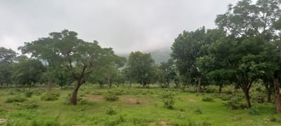 The image depicts a landscape of trees and vegetation in a grassy, somewhat uneven terrain. The sky is overcast with a light gray hue. The trees vary in size and density, with some appearing larger and more mature, while others are smaller and more shrub-like. The ground is covered in green grass, with patches of exposed soil visible in places. The overall impression is of a natural, undeveloped area, possibly a park or rural landscape. The location is identified as the city of Gu, Nigeria.