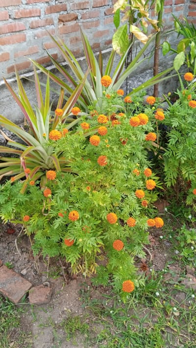 In Cotjrat, Indonesia, a close-up shot captures a vibrant marigold plant with numerous orange blooms and feathery green foliage. Behind the marigolds, a pineapple plant with spiky, sword-like leaves adds a contrasting texture. A weathered brick wall forms the backdrop, with some bricks showing wear and tear. The ground is a mix of dirt and sparse green grass, with a few scattered pieces of broken brick, suggesting an outdoor garden or yard setting. The lighting suggests it is daytime, with natural light illuminating the scene.
