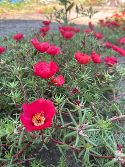 A close-up, low-angle outdoor shot shows a patch of blooming portulaca flowers in a garden bed. The flowers are a vibrant pinkish-red, with some showing their yellow-orange centers. They are nestled amongst fleshy, green leaves and reddish stems. The background is softly blurred, with hints of gravel or a pathway and some out-of-focus greenery. The image appears to have been taken in Temryuk, Russia, based on the provided context, though no specific landmarks or identifying features of the city are visible within the frame.