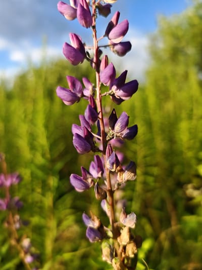 A close-up, low-angle shot captures a tall, slender stalk of purple lupine flowers, most of which are closed buds, against a blurred background of vibrant green foliage and a bright blue sky with wispy clouds. The sunlit flowers display delicate purple petals, some tinged with lighter shades, and tiny dark insects are visible clinging to a few of the buds. The stalk is a reddish-brown, with some dried, brown remnants of past blooms at its base. The overall impression is a serene natural setting, likely an outdoor field or meadow in the vicinity of Mežezeri, Latvia, illuminated by warm, late afternoon sunlight.