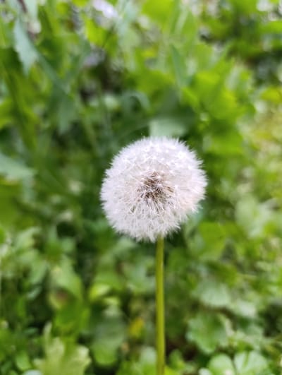 This media file is a close-up, vertical shot of a dandelion seed head in its fluffy, white, spherical stage. The dandelion stands on a thin green stem against a blurred background of lush green foliage. The soft focus of the background, with its varying shades of green and dappled light, suggests an outdoor setting, possibly a meadow or garden. The time of day is likely daytime, given the brightness and natural lighting. There is no visible text in the image. The scene evokes a sense of nature's delicate beauty and the ephemeral phase of a dandelion's life cycle before its seeds disperse. The location context provided is Ак-Дөбө, Kyrgyzstan.