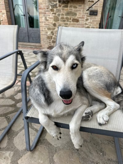 A husky dog with heterochromia, one brown eye and one blue eye, is lying on a canvas chair in an outdoor patio area. The dog is facing forward, with its tongue slightly out and its mouth open. The background shows a stone building and a patio made of irregularly shaped stones. The scene appears to be in Cannara, Italy.