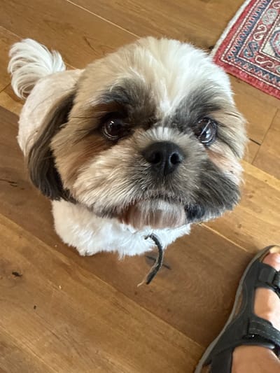 A Shih Tzu dog, predominantly white with brown and grey markings on its face and ears, is positioned on a light brown wooden floor. The dog's fur appears groomed, and its tail is curled upwards. It gazes directly upwards towards the camera. A dark, frayed piece of material hangs from the area beneath its chin. In the upper right background, a segment of a red, blue, and white patterned rug is visible. In the lower right foreground, a human left foot wearing a dark grey sandal with three straps is partially visible. The scene is located in Nes Ziona, Israel.