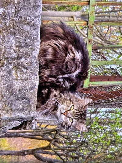 The image displays a fluffy, long-haired tabby cat resting on a weathered, rough grey stone wall. The cat's fur is a mixture of brown, grey, and black, with distinctive lighter, almost white, patches and striking yellow-green eyes that are fixed on the viewer with an alert and curious expression.

Behind the cat, an old, rusty metal fence or gate is visible. The closest section of the fence is a thick metal bar, possibly painted green at one point, now heavily corroded. Further back, a brown, rusty chain-link fence is discernable.

The background is filled with numerous trees, many of which are bare or show nascent light green leaves, indicating a late winter or early spring season. The lighting suggests it is daytime. The setting appears to be an outdoor environment, possibly a garden or rural fringe near an enclosure in Wolverhampton, United Kingdom. No text is visible in the image.