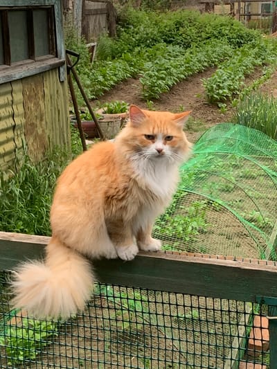 An adult, long-haired, orange and white domestic cat is sitting on a weathered, green-painted wooden fence post. The cat is facing the camera, with its body angled slightly to the right, and its tail curled around its body. The cat has green eyes and a white ruff around its neck. Behind the cat, a garden is visible with rows of green plants, some of which are covered by a green mesh netting. To the left of the cat is a section of a wooden outbuilding with corrugated metal siding painted a faded green. A shovel with a black handle is leaning against the outbuilding. The scene appears to be set in a rural or suburban environment. The location is identified as Belogorsk, Russia, which suggests a temperate climate with distinct seasons. The overall impression is one of a domestic animal in a naturalistic, outdoor setting.