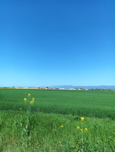 The image depicts a bright blue sky over a vast green field, likely of young wheat or similar crop. In the mid-ground, scattered yellow wildflowers add contrasting color to the scene. Faintly visible in the distance along the horizon are buildings which is the city of Zimnitsa, Bulgaria and low mountains under the clear sky. The foreground shows blurry grasses. The blurry foreground suggests the image was taken from a moving vehicle.