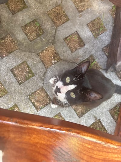 A black and white kitten looks up at the camera from a ground composed of interlocking concrete pavers with square openings filled with dry grass and soil. The kitten has green eyes, a white blaze on its face, and white paws. A wooden surface occupies the bottom of the frame. The scene is set in Bliznatsi, Bulgaria.
