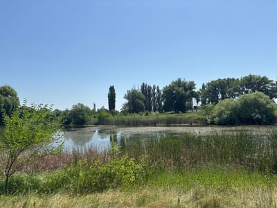 The image shows a natural scene in Kopanka, Moldova. A calm body of water, likely a pond or small lake, is in the mid-ground. The water surface is partially covered with a layer of algae or aquatic plants, giving it a mottled appearance. The edges of the water are lined with dense reeds and tall grasses, with some areas of dry, reddish-brown vegetation mixed with green. In the foreground, there is a patch of tall, dry grass and some green bushes. To the left, a young tree with bright green leaves stands out. The background features a line of mature trees, varying in shape and size, with some appearing more dense and bushy, while others are tall and slender. The sky is clear and bright blue. There are no people or animals visible in the scene. The overall impression is one of a peaceful, undisturbed natural environment.