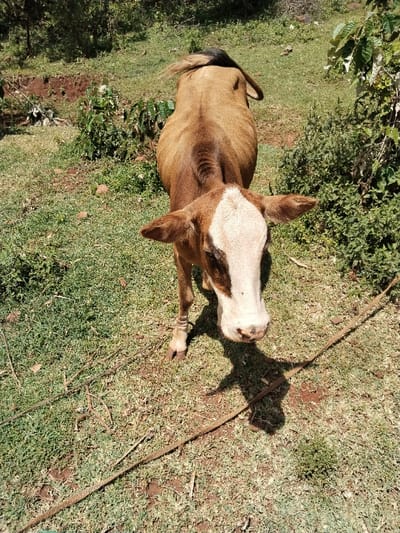 The image depicts a lean, brown and white cow standing on sparse green grass with patches of reddish-brown soil, located in Waseges ward, Kenya. The cow faces the camera, its body primarily light brown with visible ribs, indicating a thin condition. Its head is white with brown markings around the eyes and ears. A dark brown tail with a prominent black tuft is visible on its back. A light-colored rope or band is present around its left front leg, and a thicker, braided rope lies across the foreground and mid-ground. The environment includes dense green foliage and trees in the background, with a disturbed earth area in the upper left. Strong sunlight casts distinct shadows on the ground. No people are visible.
