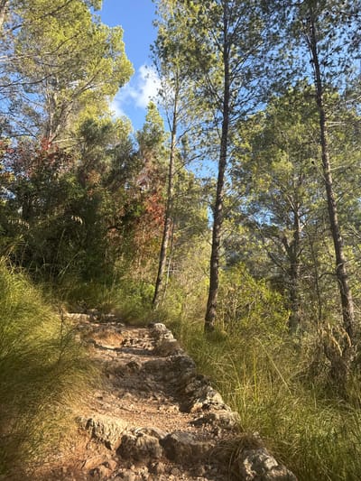The image displays a rocky, unpaved footpath ascending through a dense forest in Deià, Spain. The path, composed of natural rock formations and loose stones, occupies the lower and central foreground, illuminated by direct sunlight. Tall, golden-green grasses line both sides of the path, extending into the midground. Beyond the grasses, the scene is dominated by numerous tall, slender pine trees with bright green foliage, their trunks visible against a backdrop of varied green and some reddish-brown undergrowth. Patches of clear blue sky with sparse white clouds are visible through the tree canopy at the top of the frame. No human subjects, animals, or structures are present.
