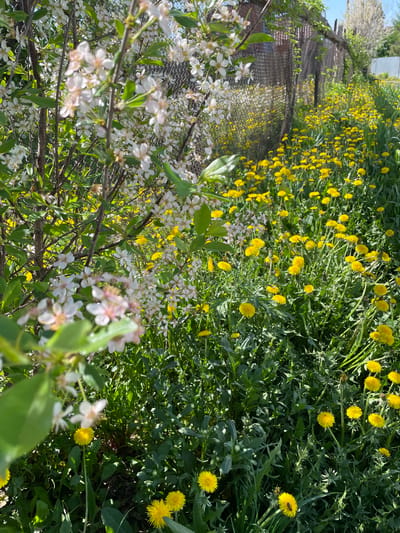The image depicts a vibrant scene of flowering plants in what appears to be a naturalized or wild area. Predominantly featured are numerous yellow dandelions interspersed amongst other green vegetation. In the foreground, a flowering tree or shrub with small white blossoms adds another layer of texture and color to the scene. A chain-link fence and possibly buildings can be seen in the background, suggesting a boundary between a natural space and a more developed area. Given that the location of interest is Kopeysk, Russia, the scene is likely a park, garden, or roadside with a fence.