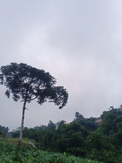 The image displays an outdoor landscape in Makilala, Philippines, under a uniformly overcast, light grey sky. In the foreground, a field of dense, low-growing green leafy plants covers the bottom portion of the frame. A tall, slender tree with a light-colored, mostly bare trunk and a voluminous crown of dark green foliage dominates the left side of the midground, extending towards the upper left. To the right and behind this tree, the terrain is covered by a dense mass of various green trees and bamboo, forming a natural barrier. In the upper right background, partially obscured by the extensive foliage, a structure with a reddish-brown roof and lighter-colored walls is visible, situated on an elevated section of land. No individuals or specific actions are discernible within the scene.