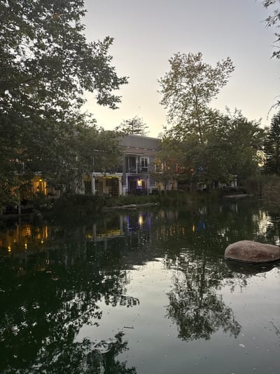 This is an exterior, eye-level, vertical shot of a tranquil pond reflecting trees and a building at dusk. The water is dark green, with a scattering of small white dots, possibly foam or debris. A large, smooth, reddish-brown rock sits on the right side of the pond. Across the pond, a modern building with multiple levels is visible, surrounded by lush green trees. The building is illuminated with yellow and blue string lights, casting reflections on the water. The sky is a soft gradient of pale yellow and light gray, indicating twilight. The scene appears to be the Back Bay area in Costa Mesa, California, known for its waterfront properties and natural beauty. No people are visible in the image.