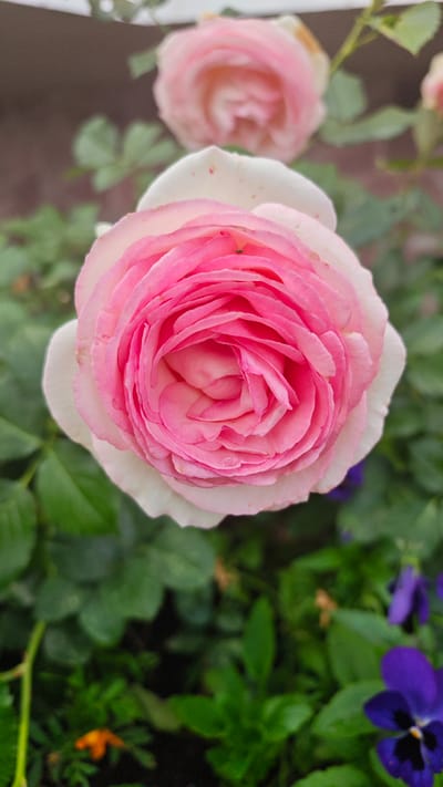 A close-up, top-down view captures a pink and white rose in full bloom, its layered petals forming a tight spiral at the center. The outer petals of this rose are a soft white, transitioning into a vibrant pink towards the core. In the background, another similar rose, less in focus, adds depth to the floral arrangement. Surrounding the roses are lush green leaves and foliage. At the bottom of the frame, glimpses of other flowers, including purple pansies and a small orange bloom, are visible. The scene appears to be an outdoor garden setting, likely in Щапово, Russia, characterized by natural light illuminating the delicate textures of the rose petals.