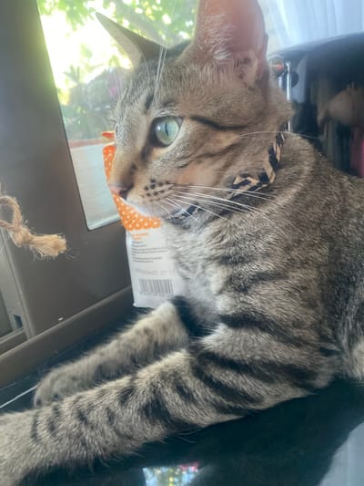 A close-up, eye-level, outdoor shot captures a tabby cat with green eyes wearing a black and white patterned collar. The cat is positioned in the foreground, its body angled towards the left, with its paws resting on a dark, reflective surface. To the left of the cat, a small, frayed piece of tan rope hangs from an unseen object. Behind the cat, a white paper bag with orange polka dots is visible, displaying text and a barcode. A window with sunlight filtering through green foliage is to the left, suggesting an outdoor or semi-outdoor setting. The environment appears to be in Mas De Moregons, Spain, characterized by the natural light and greenery.