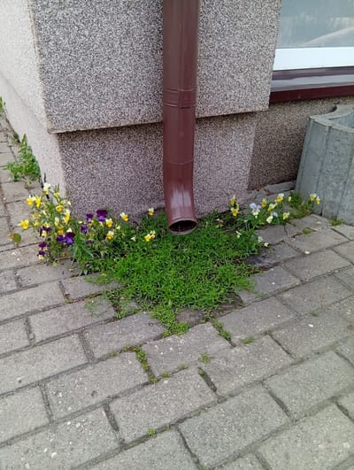 A close-up, eye-level outdoor shot captures the base of a building in Micaičiai, Lithuania, where a downspout meets a paved area. The building's wall has a textured, speckled gray finish, and a brown downspout descends from the upper right of the frame towards a patch of green grass and small, multi-colored flowers. The paved area consists of interlocking gray concrete bricks with some small weeds growing in the cracks. The overall scene suggests a somewhat neglected urban outdoor space.