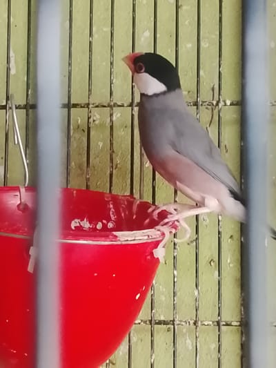 A Java sparrow is perched on the edge of a bright red plastic bird feeder, inside a cage. The bird has a black head, white cheeks, and a grey body. Its beak is bright red. The background of the image is a light green, weathered wall with vertical metal bars, consistent with a bird enclosure. The feeder is hanging from a metal hook attached to the cage bars. The scene appears to be outdoors, given the lighting and the naturalistic setting of the bird enclosure. The location is Kuta Trieng, Indonesia.