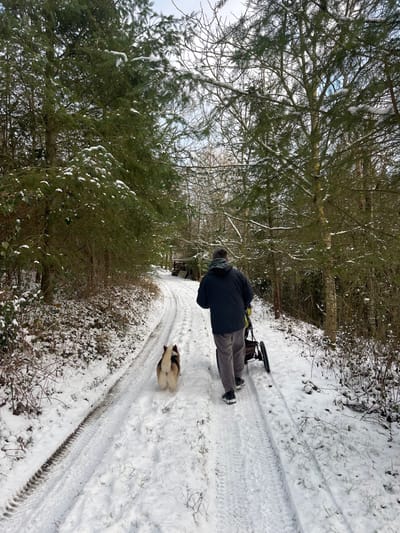 The image displays a snow-covered dirt path winding through a wooded area near Schmittweiler, Germany, under an overcast sky. A person, viewed from behind, walks away from the camera, pushing a dark, three-wheeled stroller or cart with light-colored handles. The individual wears a dark hooded jacket, light grey pants, and dark shoes. Immediately preceding the person is a medium-sized dog, resembling a Corgi, with light brown and white fur, also moving away from the camera. The path is uniformly covered in a layer of white snow, with distinct tire tracks visible on the left side and lighter impressions from the stroller's wheels in the center. Dense conifer trees, along with some deciduous trees, line both sides of the path, their branches dusted with snow. In the distant background, a dark structure with a sloped roof is partially visible through the trees.