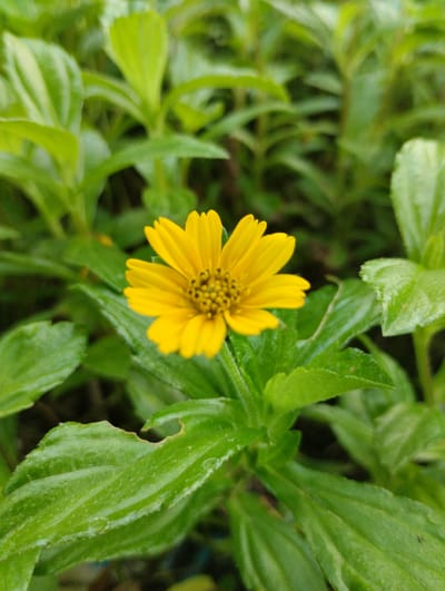A single yellow daisy-like flower with a dark center is in focus in the center of the image. It is surrounded by lush green foliage, with some of the leaves having a slightly serrated edge. The background is a blur of green, suggesting a natural outdoor setting. The image is a close-up, macro shot, emphasizing the delicate details of the flower and its surrounding leaves. The lighting appears natural, with no harsh shadows. This photograph was taken in Luengbaro, Indonesia.