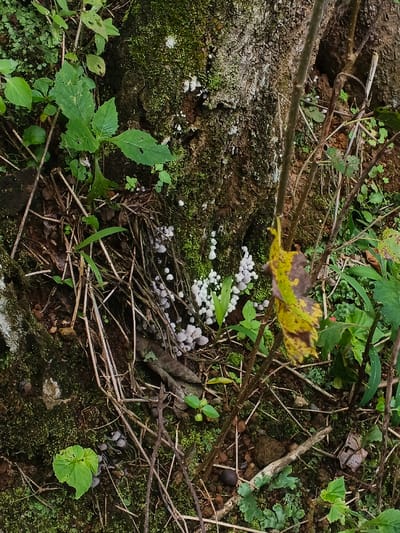 The image features a close-up view of the base of a tree surrounded by dense foliage and various small plants. Several clusters of tiny white and grey mushrooms are scattered around the base of the tree, both on the ground and growing on the tree trunk covered in moss. Decomposing leaves, twigs, and other organic matter are present on the ground, contributing to the forest floor ambiance. A yellow and brown leaf hangs from a thin branch, adding to the natural and slightly decaying environment.