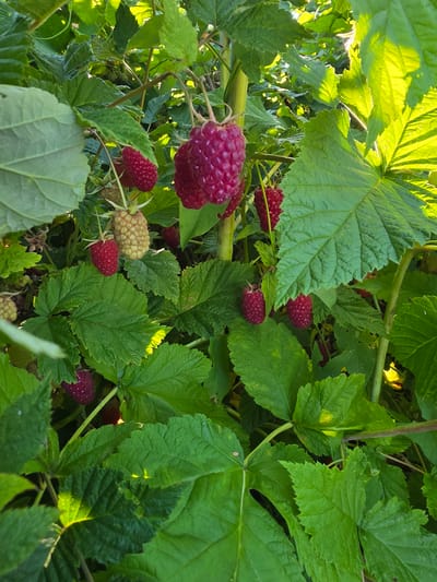 The image depicts a close-up view of a raspberry bush with ripe and unripe berries, interspersed with lush green leaves. The berries are primarily a deep red color, with some lighter, yellowish-green berries also visible, indicating varying stages of ripeness. The leaves are broad and serrated, typical of raspberry plants, and are illuminated by bright sunlight, which creates highlights and casts shadows, suggesting an outdoor setting. The background consists of more foliage and some out-of-focus elements, hinting at a natural environment. The image was taken in Bolshiye Kharlushi, Russia. There are no people or animals present in the scene. The overall impression is that of a healthy, fruitful raspberry plant.