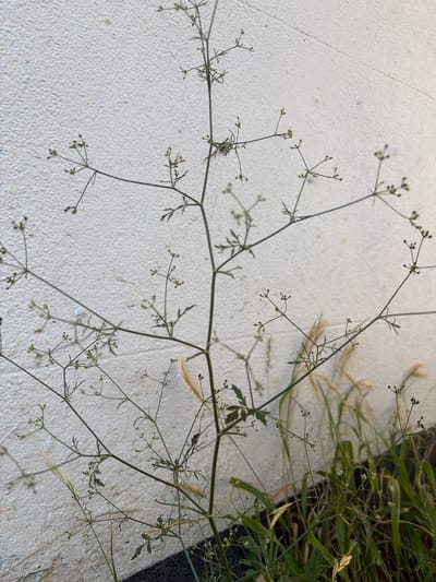 A tall, delicate plant with numerous thin, wiry stems and small, pale green flower clusters stands against a textured, off-white wall. The plant's branches extend outwards, creating a feathery appearance. Some of the stems are adorned with tiny, almost translucent structures, possibly seed heads or developing flowers. In the lower portion of the image, the plant's base merges with a patch of darker soil and a dense growth of taller, green and brown grasses. The overall scene suggests an outdoor urban setting, likely a garden or a neglected area next to a building, in Torquay, United Kingdom. There are no people or animals visible in the image.