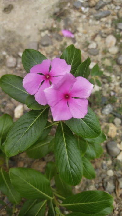 Two vibrant pink periwinkle flowers are in sharp focus in the foreground of this outdoor, eye-level shot. The flowers, with their five petals and dark pink centers, are positioned slightly off-center to the right, with one bloom slightly obscuring the other. They are part of a lush green plant with broad, ovate leaves that are glossy and have prominent veins. The background is a blurred mosaic of pebbles and dirt, suggesting an outdoor setting in a natural or semi-natural environment, possibly a garden or a roadside in Kruengbaroblangme, Indonesia. The lighting appears to be natural daylight, creating soft shadows on the leaves. There are no people or animals visible in the frame.