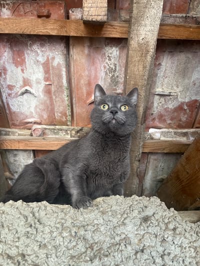 This image, captured in Blaskovo, Bulgaria, depicts a grey, short-haired domestic cat with prominent yellow eyes, situated on a coarse, light grey aggregate surface. The cat is positioned centrally, facing forward but looking intently upwards and slightly to its right, with its pupils moderately dilated and its mouth slightly agape, revealing a pink nose. Its right forepaw is visible resting on the aggregate. The background consists of exposed structural elements: multiple weathered wooden beams are present, including a prominent vertical beam displaying insect boreholes to the right of the cat, and a horizontal beam running behind its midsection. Behind these wooden components, rows of aged red terracotta roof tiles or bricks are visible, partially covered with white crystalline deposits and some green biological growth. The scene suggests an uninsulated attic or an enclosed utility space beneath a roof structure.