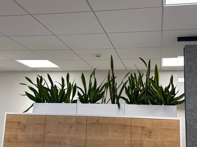 This media file depicts an indoor scene, likely an office or modern commercial space. The primary subjects are a row of snake plants (Sansevieria trifasciata) in a long, white planter. The plants are lush and green with characteristic yellow or pale green variegation along the edges of their sword-like leaves. They are placed on top of a light-colored wooden cabinet with clean lines and a wood-grain finish. The cabinet has what appear to be two doors visible in the frame.

The setting is characterized by a modern dropped ceiling with grid-like panels. Several recessed fluorescent light fixtures are visible within the ceiling, illuminating the space with a bright, even light. One fixture is in the upper left, and another is in the upper right quadrant of the image. A smoke detector is also visible on the ceiling, located centrally above the plants. To the right of the planter, a clear glass partition or wall is present, reflecting the overhead lighting and the plants. Further to the right, a section of grey, textured material, possibly acoustic paneling or furniture, is visible.

There is no discernible activity or event taking place; the scene appears static and set. Notable details include the contemporary design of the office elements, suggesting a professional and well-maintained environment. The lighting indicates it is daytime, but the indoor setting makes precise time of day difficult to ascertain. There are no visible location cues beyond the general office aesthetic, and no emotions are conveyed. No text is visible in the image. The location context provided places this scene in Sankt Wendel, Germany.