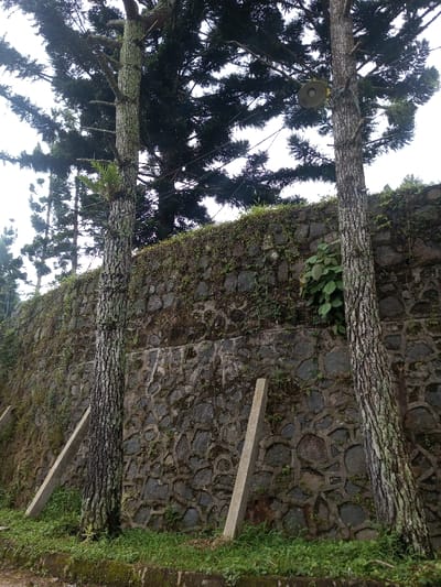 The image captures an outdoor scene in Hasanparthy mandal, India, under an overcast sky. A tall retaining wall, constructed from irregularly shaped dark gray and brown stones with visible mortar lines forming a polygonal pattern, extends horizontally across the frame. This wall is heavily overgrown with moss, lichen, and various green climbing plants and vines.

In the foreground, two slender evergreen tree trunks, exhibiting textured grayish-brown bark, stand against the wall. The tree on the left features a cluster of green foliage, likely an epiphyte, attached to its trunk at mid-height. The tree on the right has a circular, dish-shaped object, possibly a speaker or an old light fixture, secured to its upper trunk with visible wires. Additional dense evergreen foliage from similar trees is visible in the background against the bright sky.

At the base of the wall, a strip of green grass and weeds is present, bordering a dark ground surface, likely a path or road, partially visible in the lower left. A low, dark curb separates the vegetation from the ground surface. Two light gray, rectangular concrete posts or stakes are observed angled into the ground, leaning against the base of the stone wall; one is positioned to the left of the left tree, and another to the right of the right tree. No individuals or animals are depicted.
