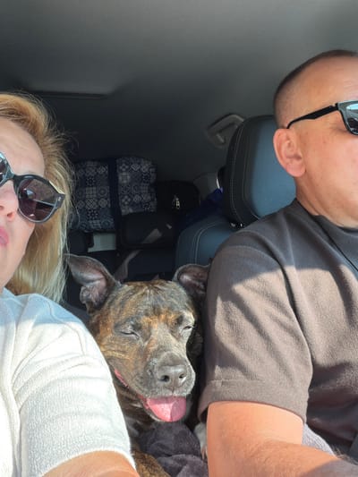 This image shows a close-up view inside a car in Stützenhofen, Austria. Two people and a dog are in the foreground. On the left, a woman with blonde hair and sunglasses is partially visible, wearing a white sweater. In the center, a brindle-colored dog is resting with its eyes closed and tongue out. On the right, a man with short hair and sunglasses is visible, wearing a brown t-shirt. The background shows car seats and luggage.